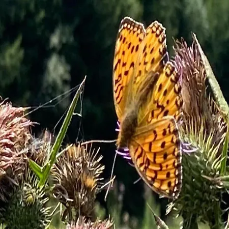 Plathner By Interhome شقة *