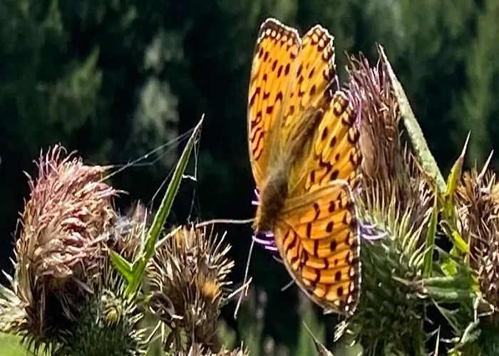 Plathner By Interhome Appartamento *